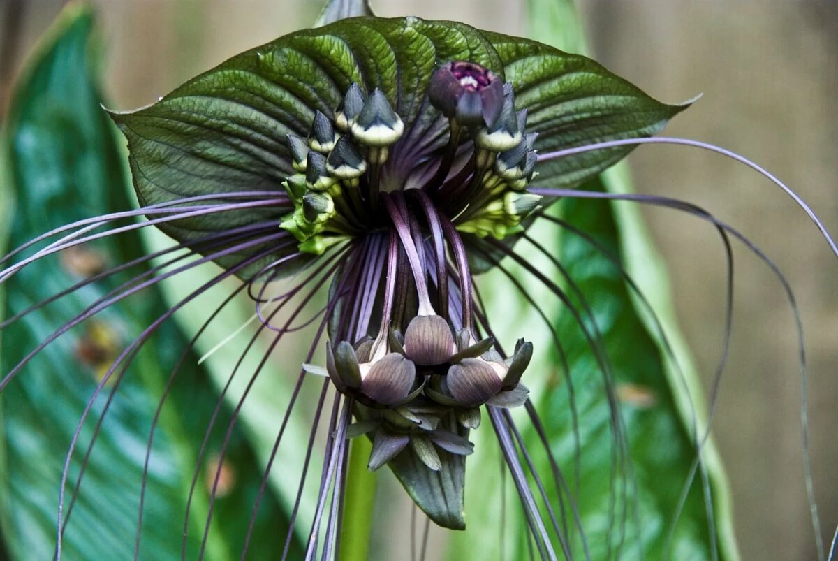 К чему снятся экзотические. Такка Шантрье. Такка цельнолистная. Такка Шантрье цветок дьявола. Орхидея Такка.